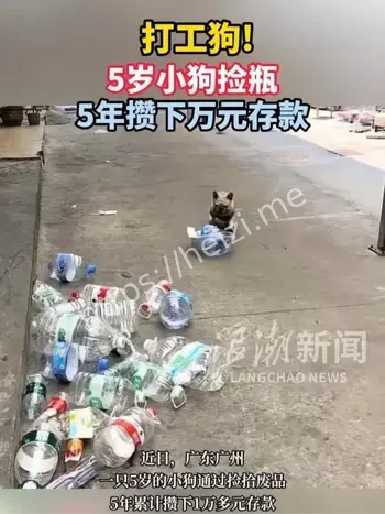 小狗捡瓶