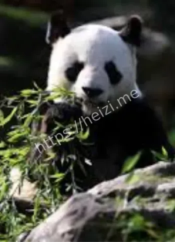 欢欢圆仔即将回国